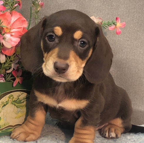 Prod�m �t��ata jezev��ka