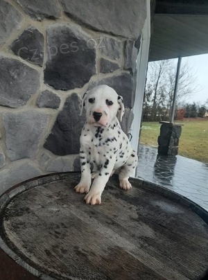 Prod�m roztomil� �t���tka dalmatin�