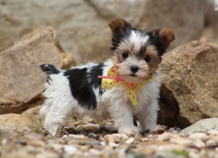 Prod�m �t��ata jork��rsk�ho teri�ra