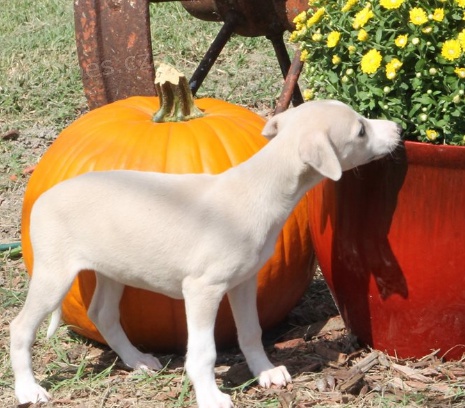 Kr�sn� �t��ata Whippet na prodej