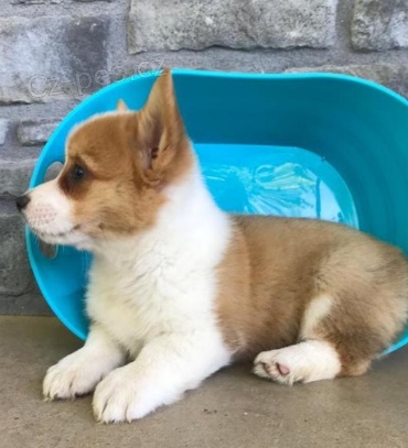 Prod�m �t��ata Welsh Corgi Pembroke