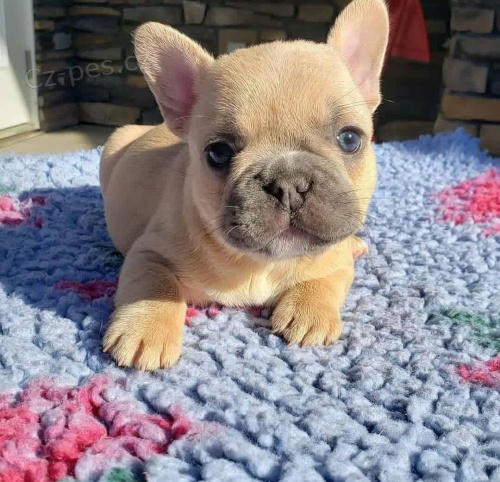 �t��ata francouzsk�ho buldoka.