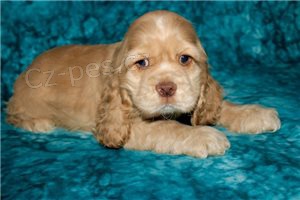 Va�i� �t��ata �pan�l�.