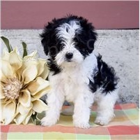 Cavapoo �t��ata.