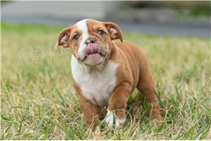 �t��ata anglick�ho buldo�ka k dispozici.