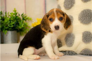 Rodokmen �t��ata Beagle k dispozici.