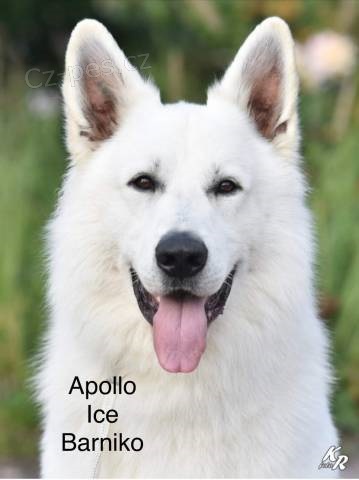 B�l� �v�carsk� ov��k s PP