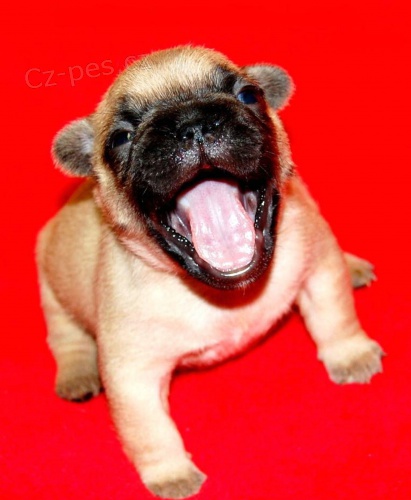 Francouzsk� buldo�ek s PP