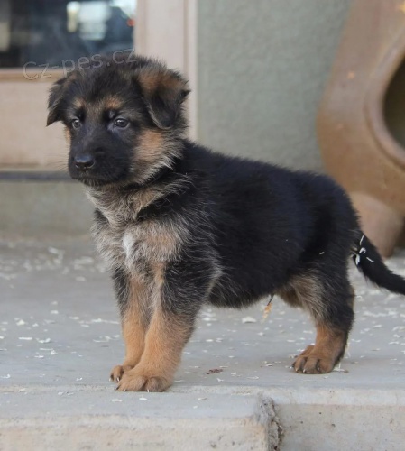 �t��ata n�meck�ho ov��ka.