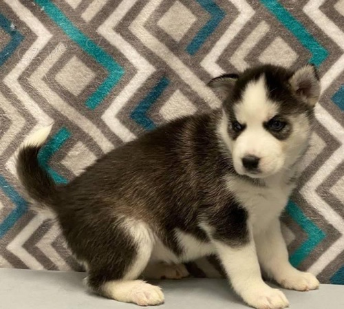 �t��ata sibi�sk�ho husky.