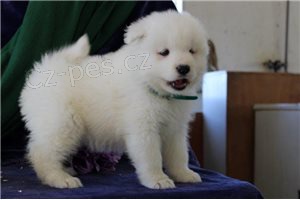 Kc reg Samoyed �t��ata.