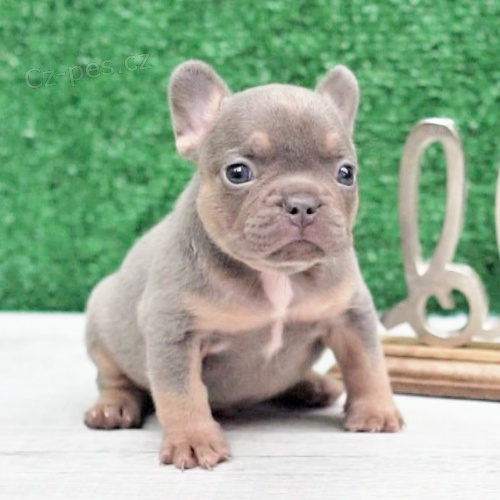 Prod�m �t��ata mini francouzsk�ho buldo�ka.