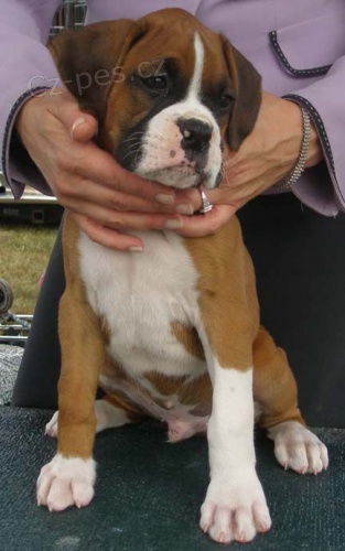 Prod�m kr�sn� �t��ata n�meck�ho boxera