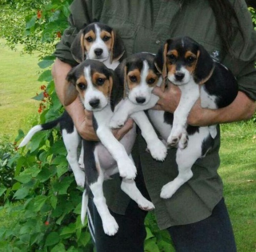 Prod�m kr�sn� a rozko�n� �t��ata b�gla.