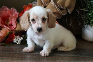 Rozko�n� �t��ata jezev��ka.