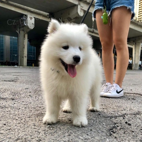Samoyed �t��ata a �t��ata.