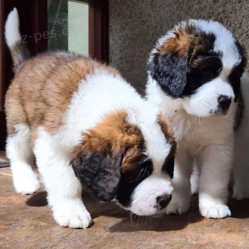 Pes & �ena St Bernard �t��ata.