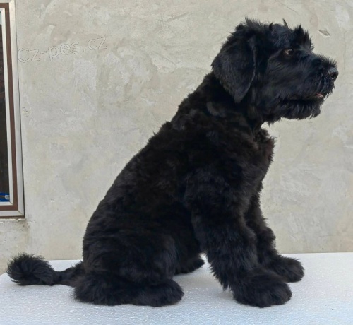 �t��ata �ern�ho rusk�ho teri�ra 