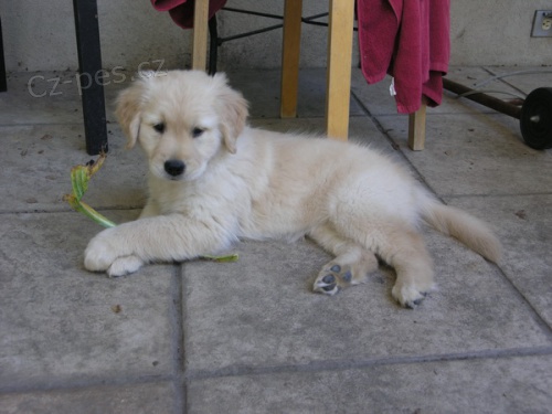 �t��ata zlat�ho retr�vra k adopci.