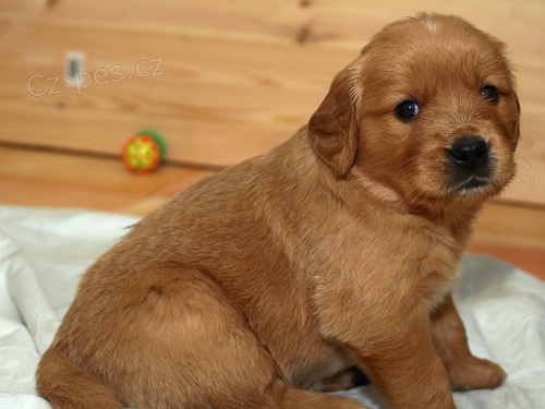 Zdrav� �t��ata zlat�ho retr�vra