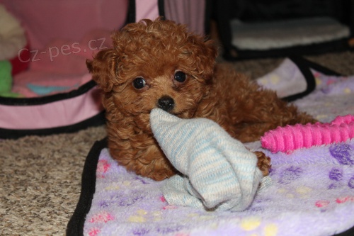 Kr�sn� �t��ata pudla.