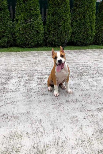 �t�n� americk�ho staford��rsk�ho teri�ra