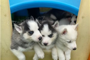 Kr�sn� �t��ata sibi�sk�ho husky.