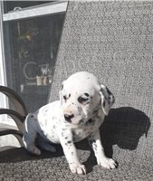 Kr�sn� dalmatsk� �t��ata.