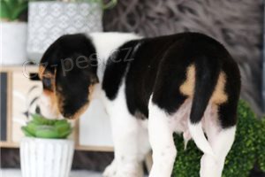 �istokrevn� �t��ata Beagle.