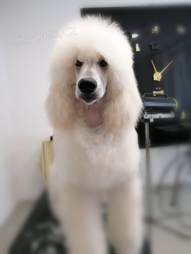 Pudl �t�n� na prodej