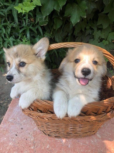 �t��ata Welsh Corgi Pembroke.
