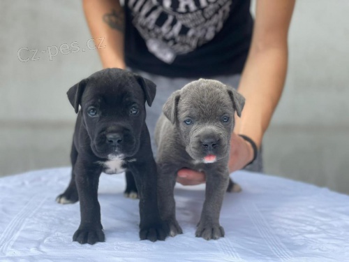 Zdrav� �t��ata Cane Corso.