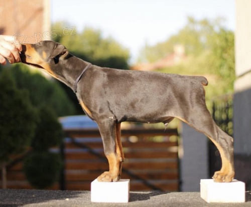 �t��ata dobrmana.