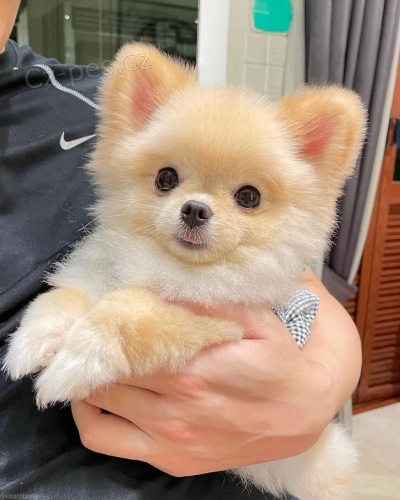 Zdrav� �t��ata pomeranian�.