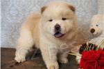 ڞasn� �t��ata Chow Chow.