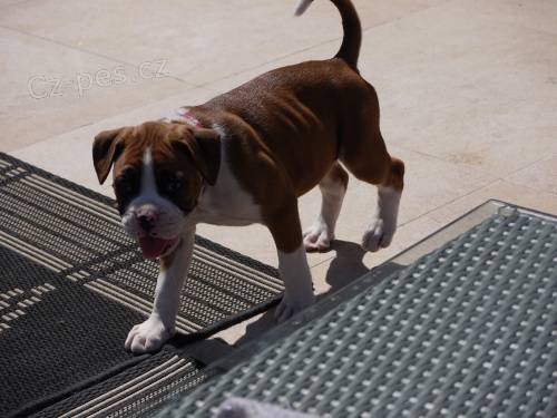 �t��ata boxera k adopci.