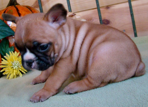 �t��ata francouzsk�ho buldo�ka