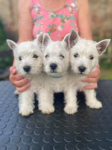 West highland white terrier (vest�k) �t��ata