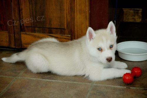 Prod�m �t�n� sibi�sk�ho huskyho