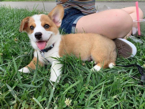 Welsh Corgi Pembroke �t��ata.
