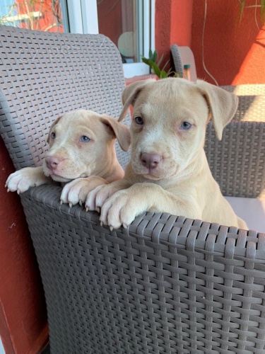 �t��ata Pitbull.