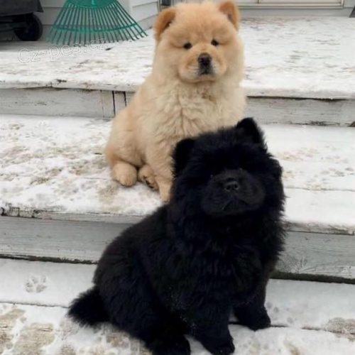 Chow Chow �t��ata.