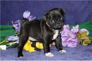 Hrav� �t��ata mopsl�k�.