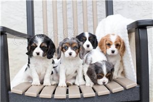 Pochopen� �t��at Cavalier King Charles.