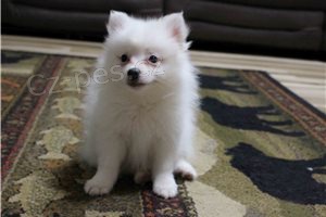 Pochopen� pomeransk�ch �t��at.