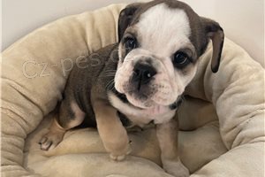 Roztomil� �t��ata anglick�ho buldo�ka.