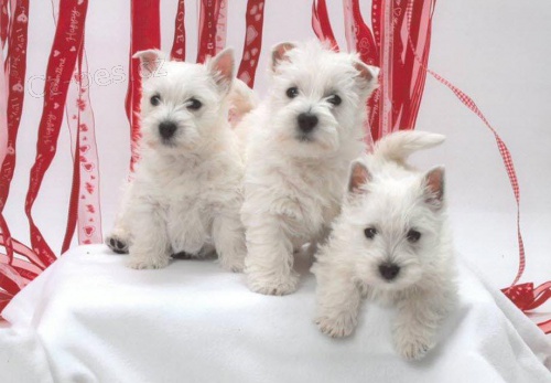 Roztomil� �t��ata West Highland White Terrier.