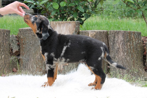 Beauceron s PP-ji� k odb�ru