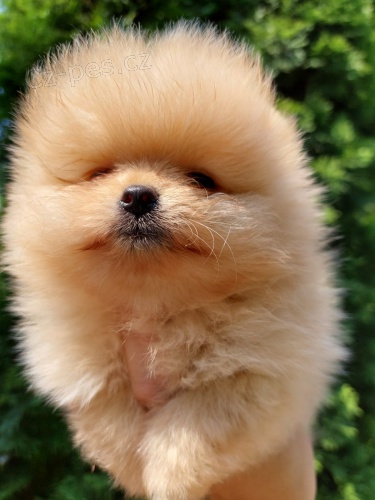 Pomo�ansk� �pic ply�ov� medv�dci