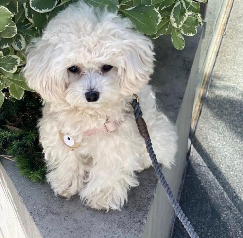 Maltipoo �t��ata.